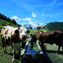 Dai prati dell'alta montagna Caseificio Evancon